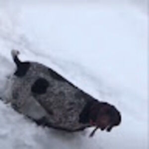 Meet your Posher, Ariana